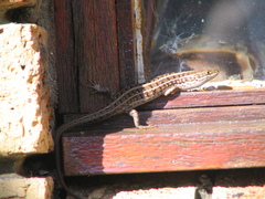 Trachylepis capensis