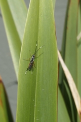 Glabridorsum stokesii