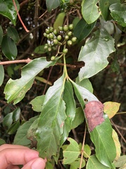 Aidia cochinchinensis