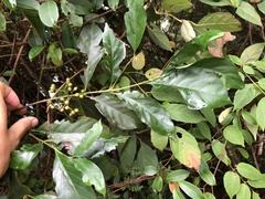 Aidia cochinchinensis