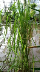 Oryza longistaminata