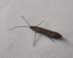 Trichoptera