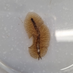 Stylochoidea