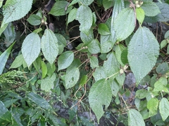Boehmeria pilosiuscula