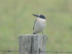 Todiramphus macleayii