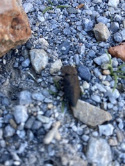 Capnodis tenebricosa