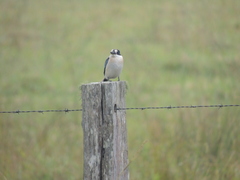 Todiramphus macleayii