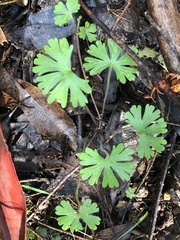 Geranium homeanum