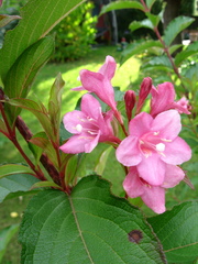 Weigela florida
