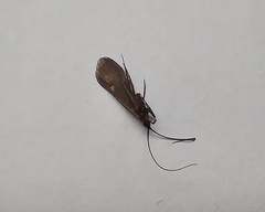 Trichoptera