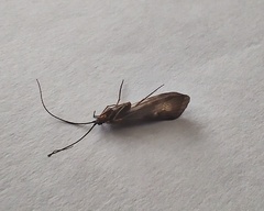 Trichoptera