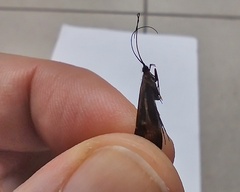 Trichoptera