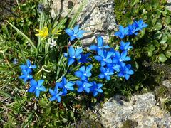 Gentiana bavarica