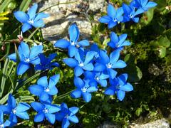 Gentiana bavarica