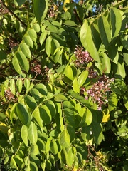Averrhoa carambola