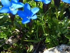 Gentiana bavarica