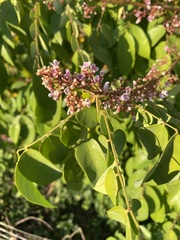 Averrhoa carambola