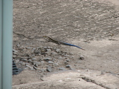 Trachylepis margaritifera