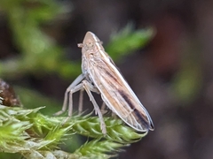 Stenocranus minutus