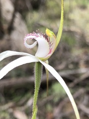 Caladenia venusta