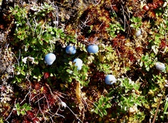 Gaultheria trichophylla