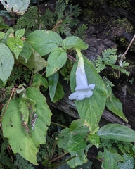 Henckelia anachoreta