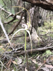 Caladenia venusta