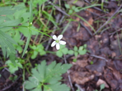 Anemonastrum