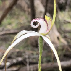 Caladenia venusta