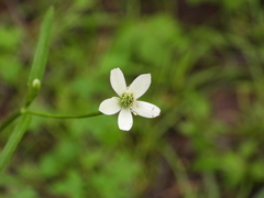 Anemonastrum