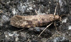 Lindera tessellatella