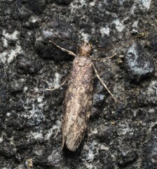 Lindera tessellatella