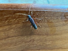 Phlyctaenodes pustulosa