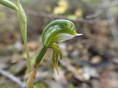 Pterostylis pusilla