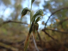 Pterostylis pusilla