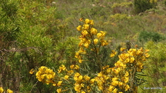 Cyclopia longifolia
