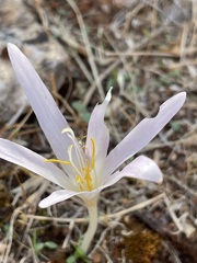 Colchicum balansae