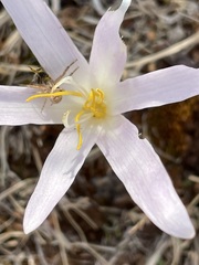 Colchicum balansae