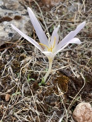 Colchicum balansae