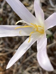 Colchicum balansae