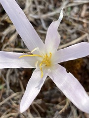 Colchicum balansae