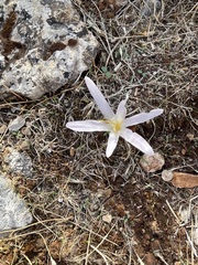 Colchicum balansae