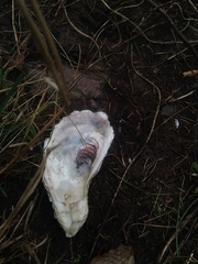 Crassostrea virginica