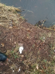 Crassostrea virginica