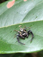 Thiania