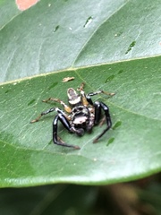 Thiania