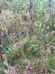 Pittosporum crassifolium