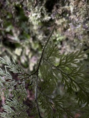 Hymenophyllum flexuosum