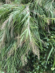 Arundo formosana