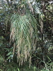 Arundo formosana
